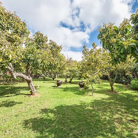 Apartment Homeforguest Rural House With Garden El Laurel *